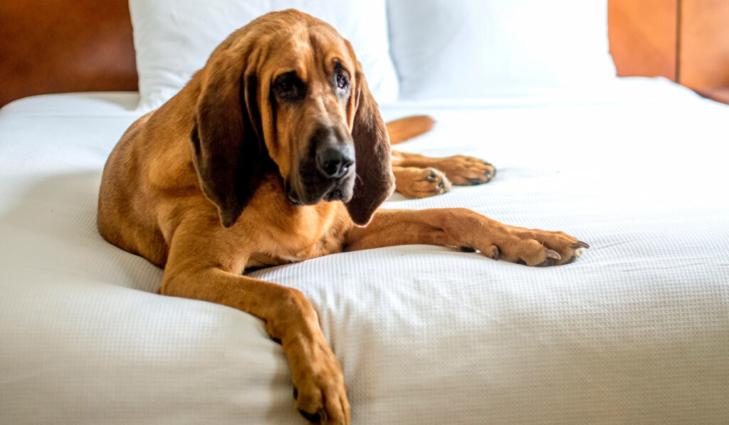 bloodhound dog laying on a bed