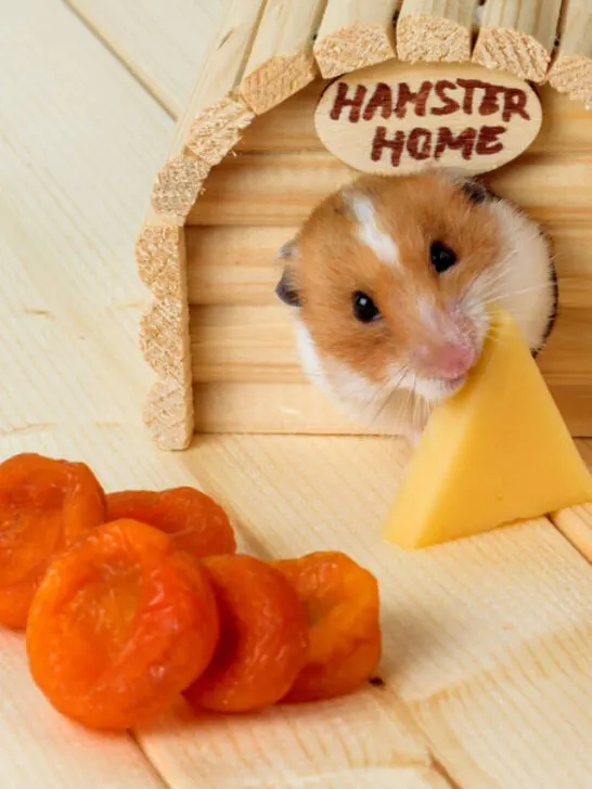 A hamster peeking from its tiny home while holding a small piece of cheese