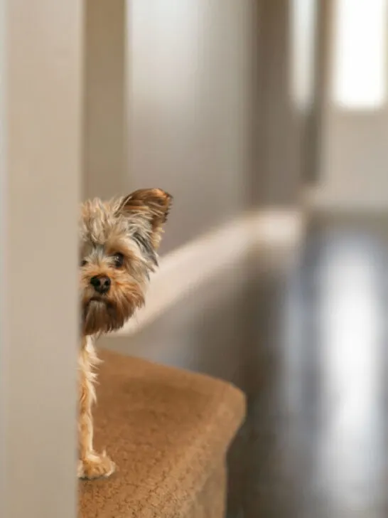 A shy small dog hiding behind the wall inside the house