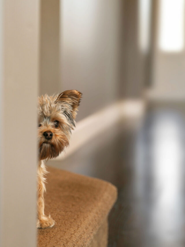 Do Dogs Get Embarrassed? A Look at 7 Dog Emotions