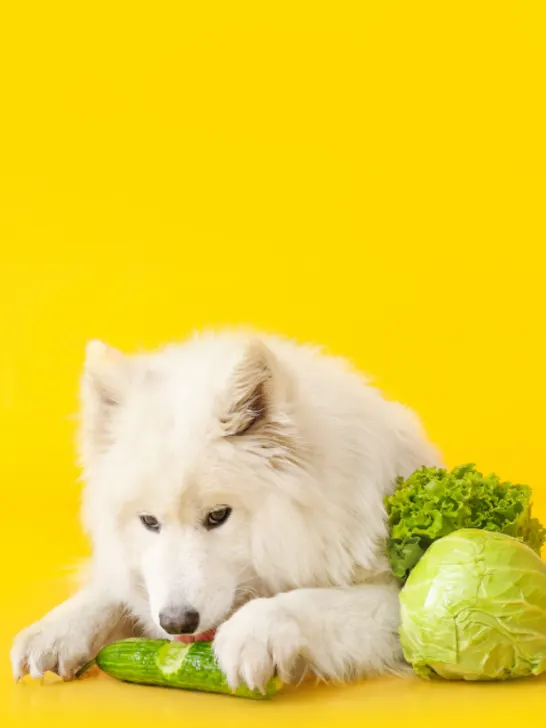 Cute Samoyed dog eating vegetables - ss230511