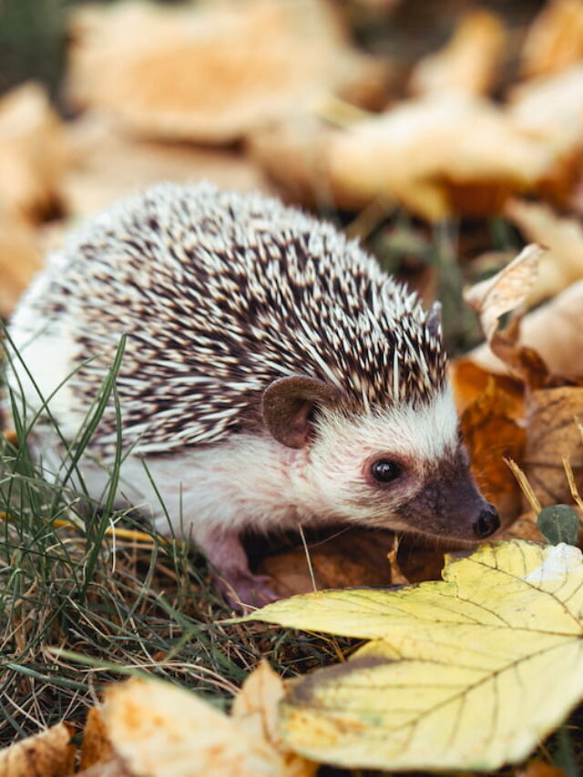 Are Hedgehogs Rodents? What do they eat?