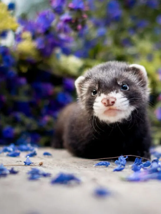 Ferret sitting at the center of purple flowers