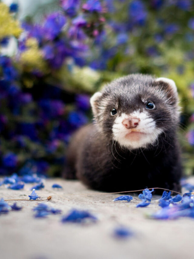 Do Ferrets Smell? Yes! But We Have Tips To Help!