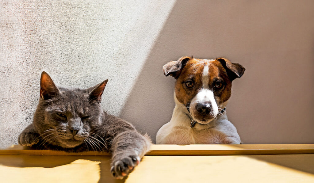 cute jack Russell terrier puppy and adult gray cat basking on the steps on a sunny day