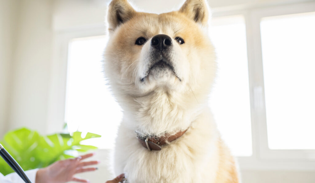 handsome akita inu dog, at the veterinary clinic