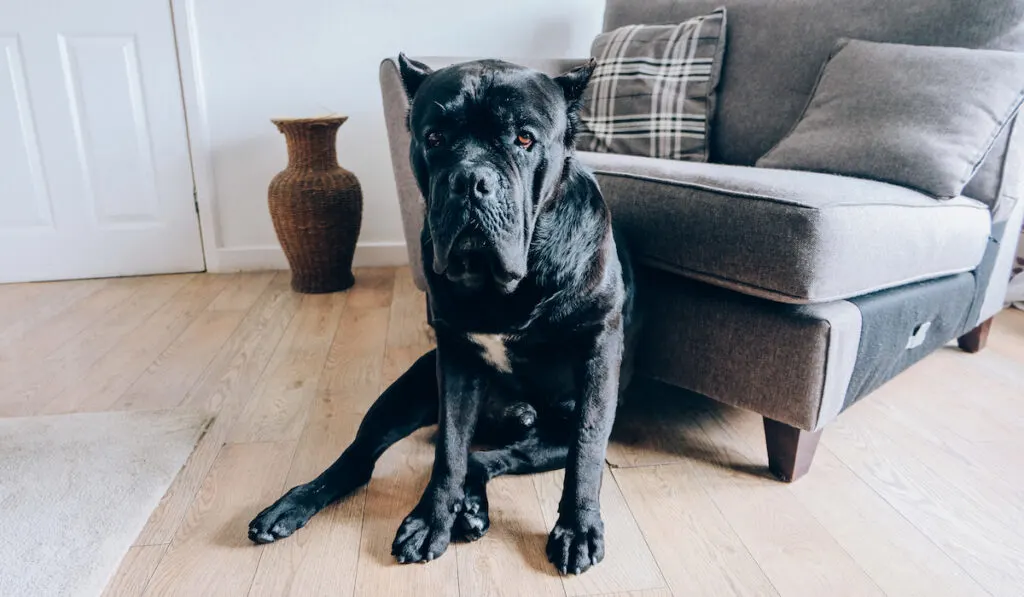 large cane corso black dog at home in living room
