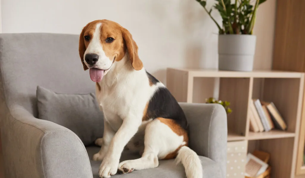 tricolor beagle dog sitting in comfortable armchair of modern home