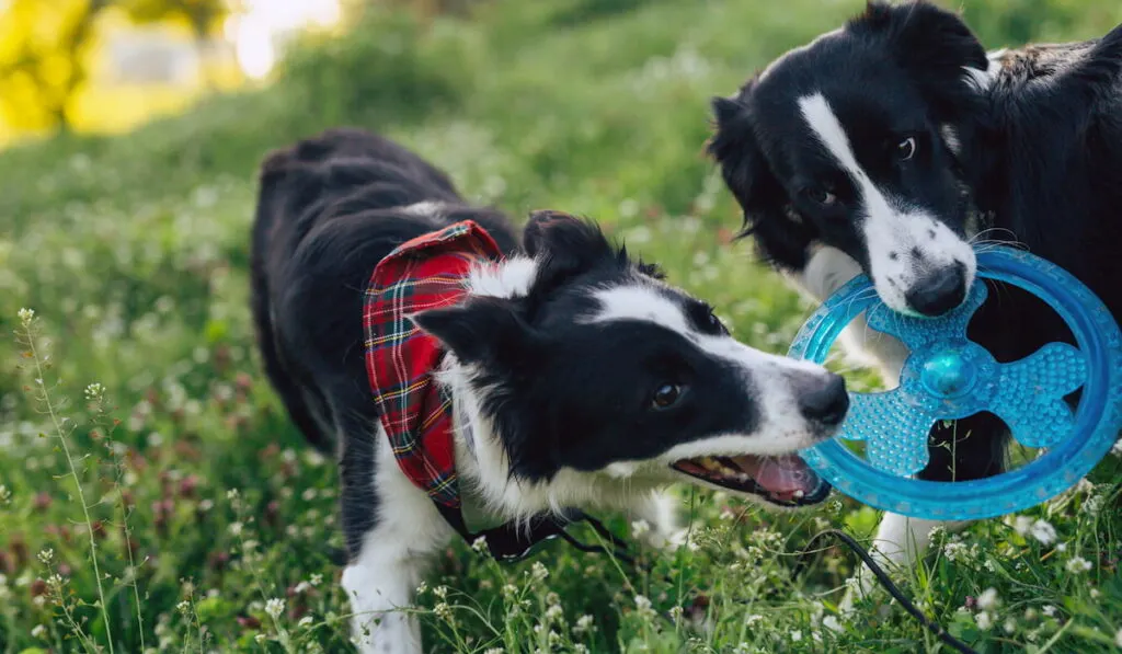 two dogs playing with a toy together in nature