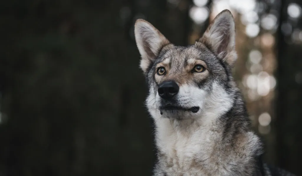 wolfdog in a forest