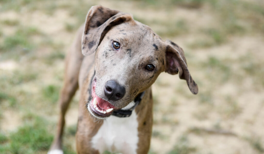 young Louisiana Catahoula Leopard with his head tilted to the side in the park