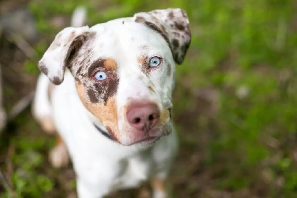 A Catahoula Leopard Dog 