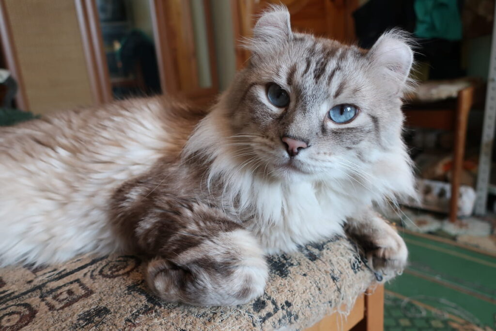 American Curl cat 