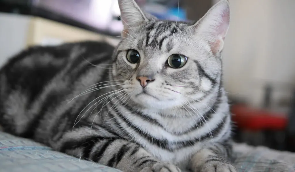 American Shorthair Cat Lying On Bed