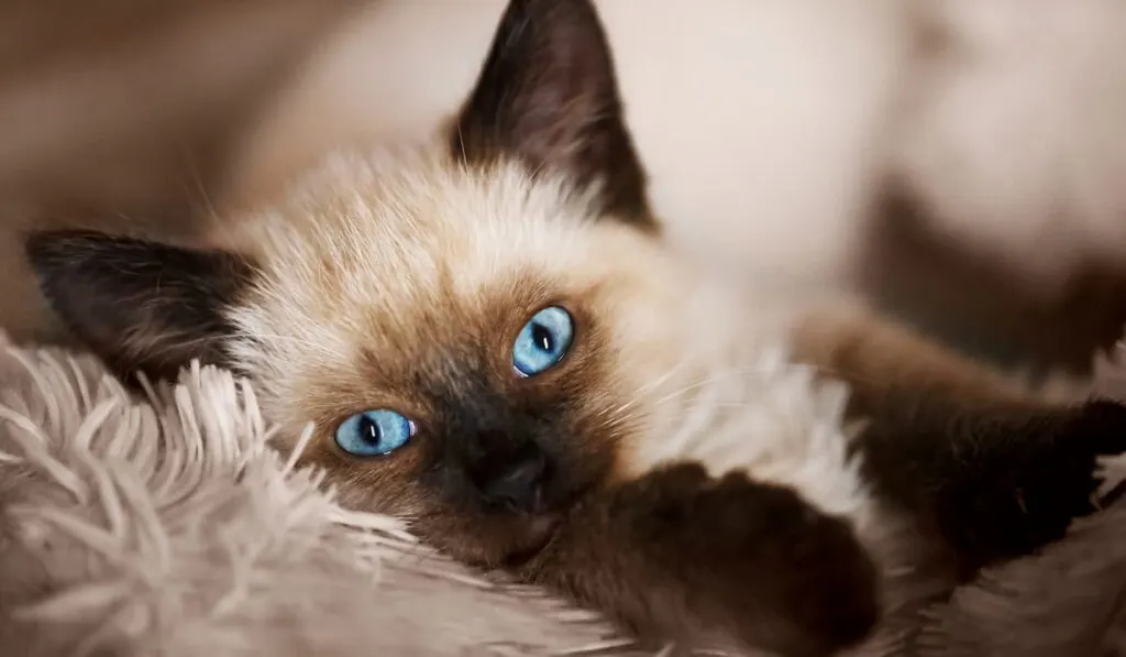 Balinese cat