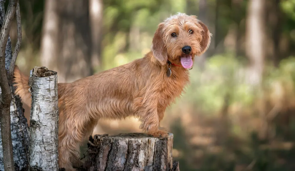 Basset Fauve de Bretagne standing against a tree stump