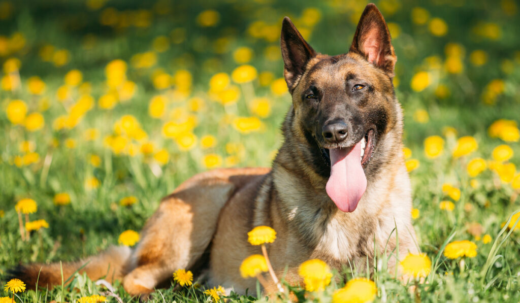 Belgian Malinois dog resting in green spring meadow