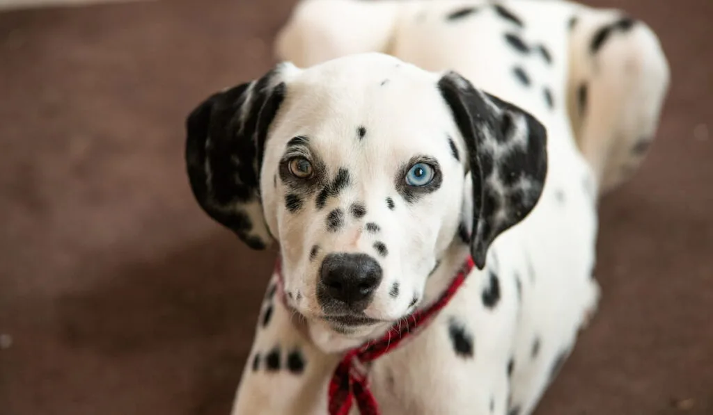Black and White dalmatian puppy with one blue eye
