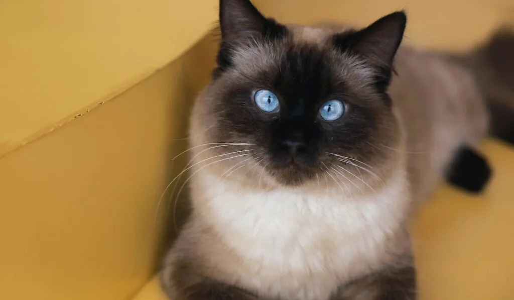 Blue Eyes Birman Cat 