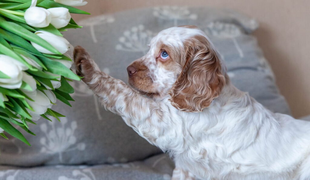 Cocker Spaniel Puppy on a couch 