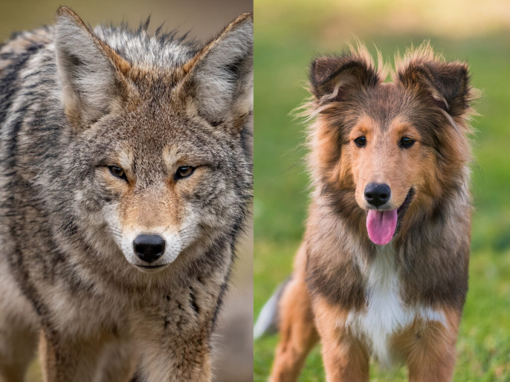 Coyote and collie dog