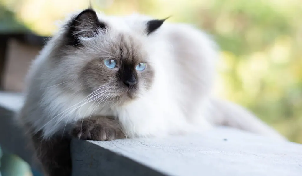 Cute Persian cat