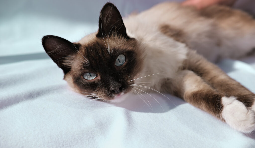 Cute balinese cat laying and looking at the camera