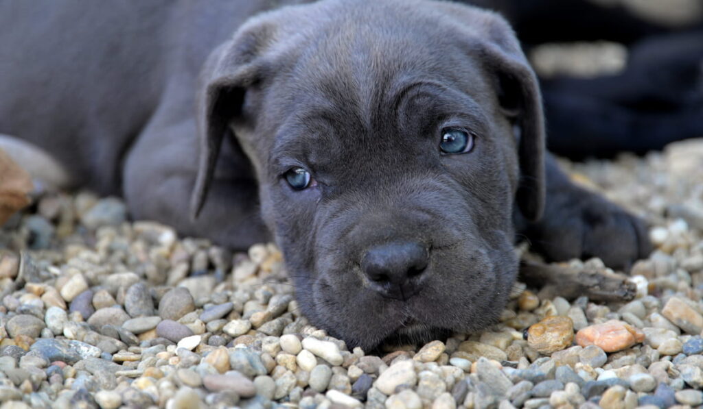 Cute blue eyes Mastiff puppy 