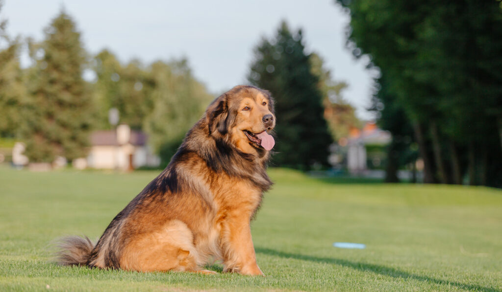 Dog breed Tibetan Mastiff on the grass


