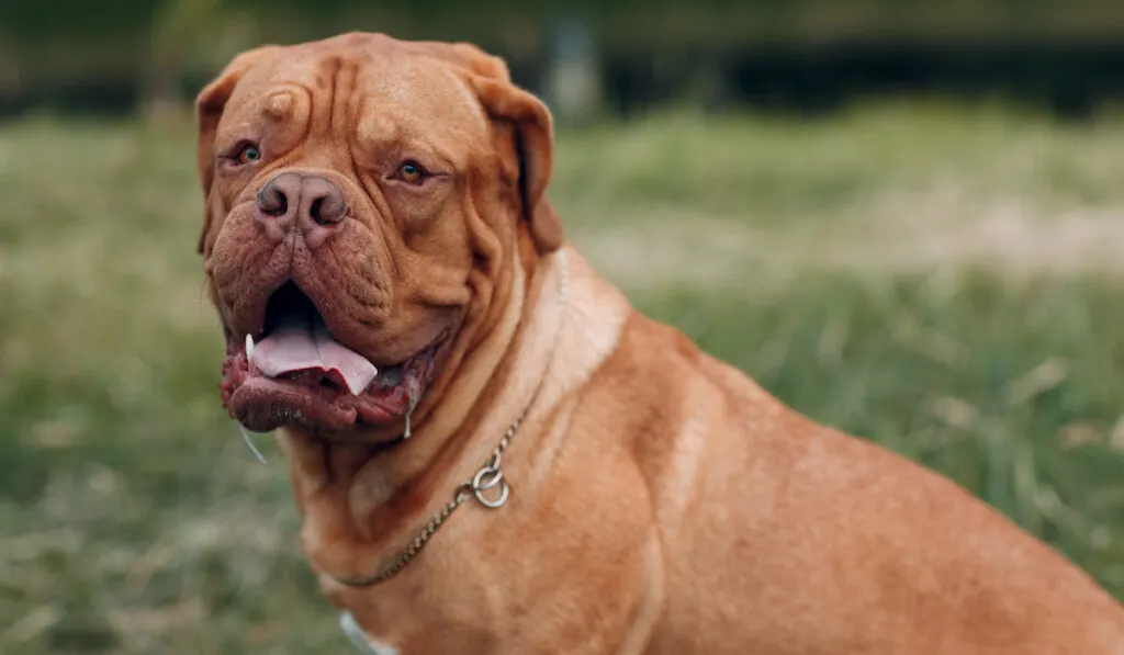 Dogue de Bordeaux in the garden