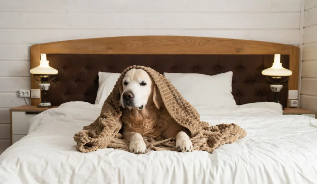 Golden retriever dog under plaid on the bed
