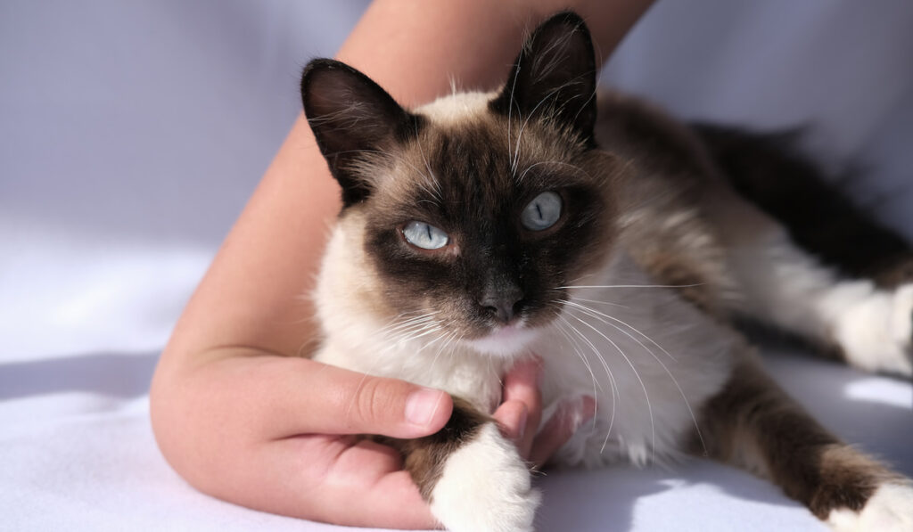 Hand holding Snowshoe Balinese Cat on white background