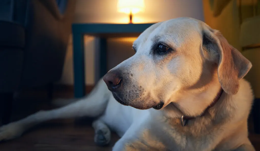 Labrador retriever lying down against illuminated living room