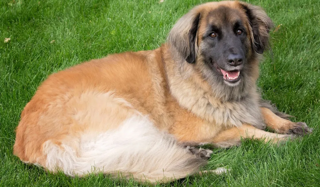 Leonberger dog laying in bright green grass