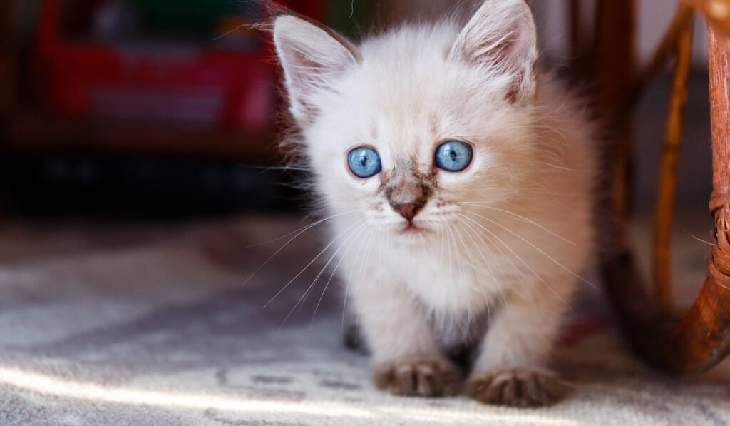 Little tonkinese kitten
