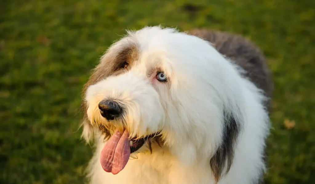 Old English Sheepdog with blue eye