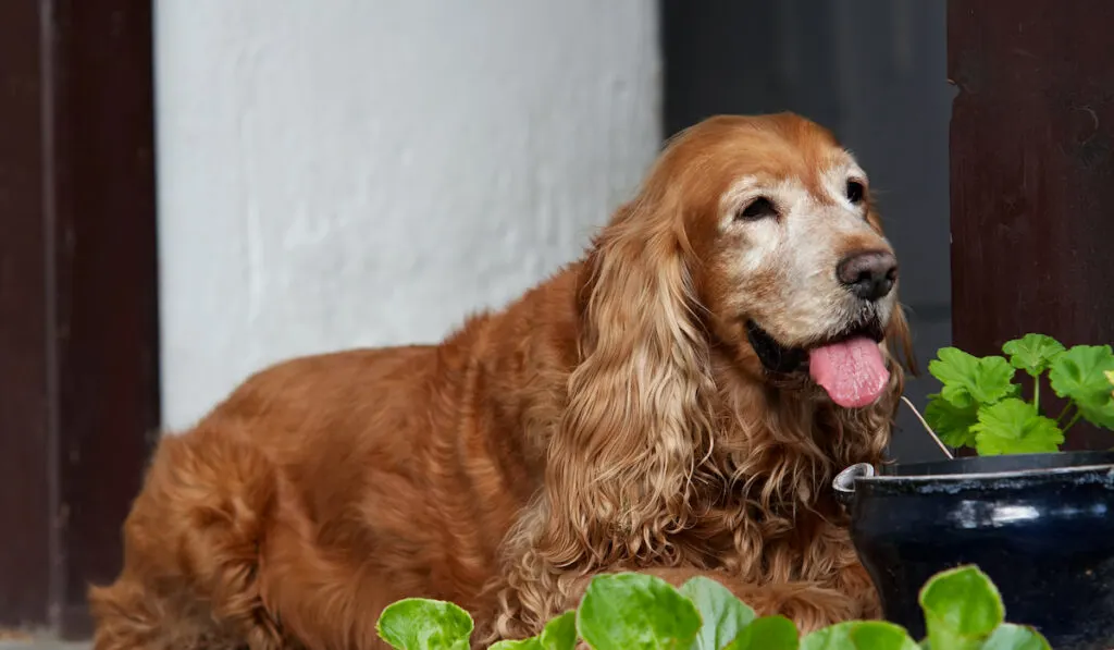 Older resting Cocker Spaniel 