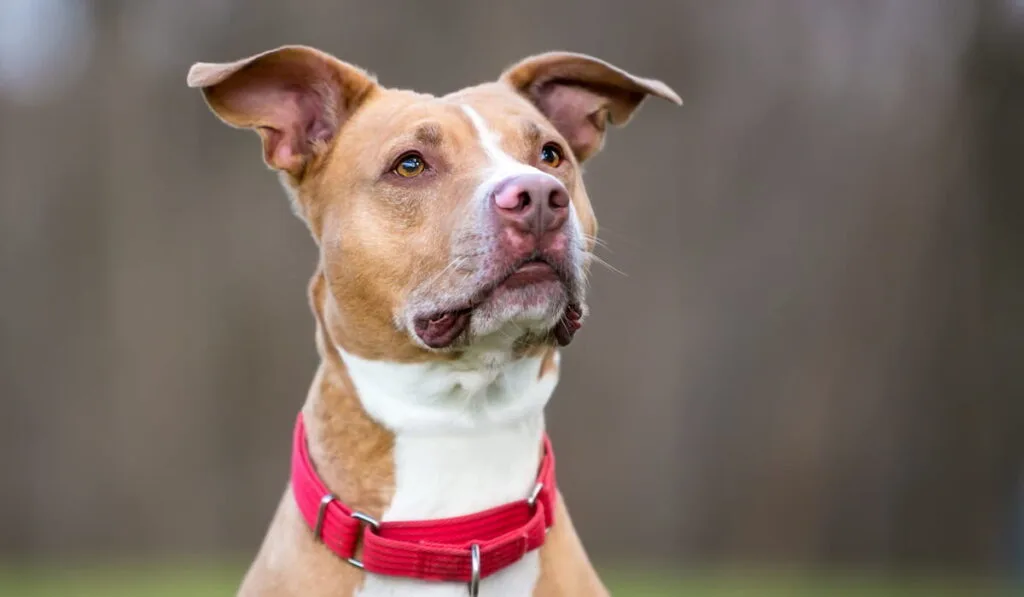 Pit Bull Terrier dog wearing a red collar 