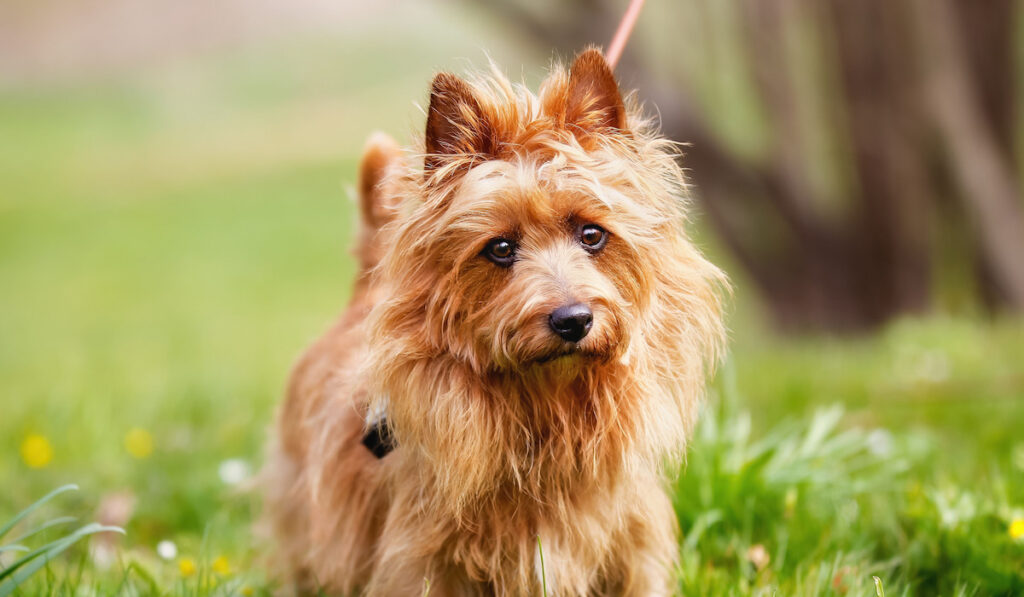 Pured Australian Terrier dog outside on grass during spring/summer time