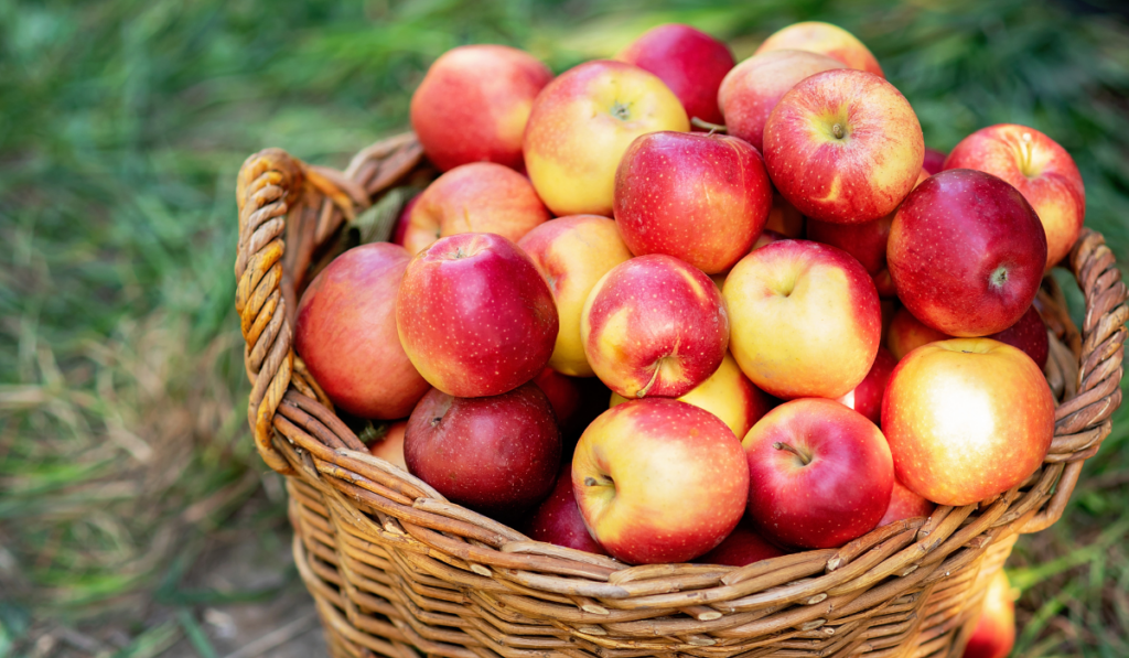 Ripe red apples in the basket