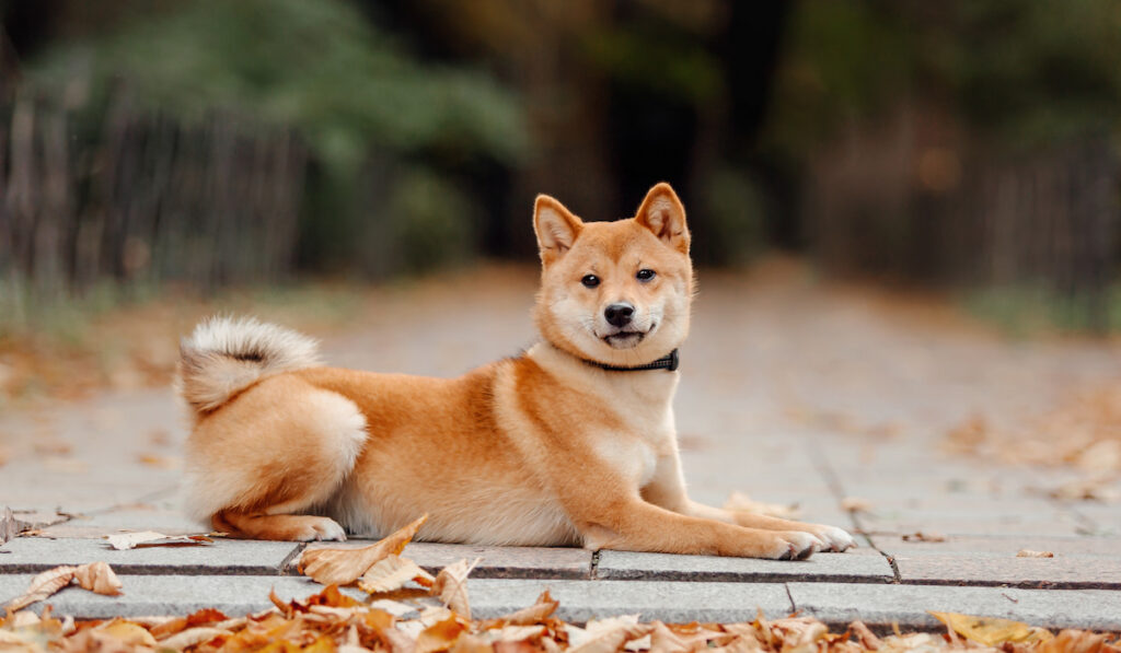Shiba Inu dog sitting on the ground in the park