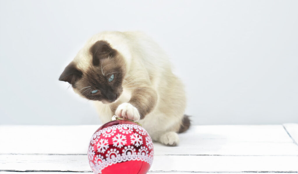 Snowshoe Balinese Cat playing a red ball on white background