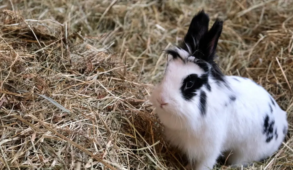 The rabbit is sitting on the hay