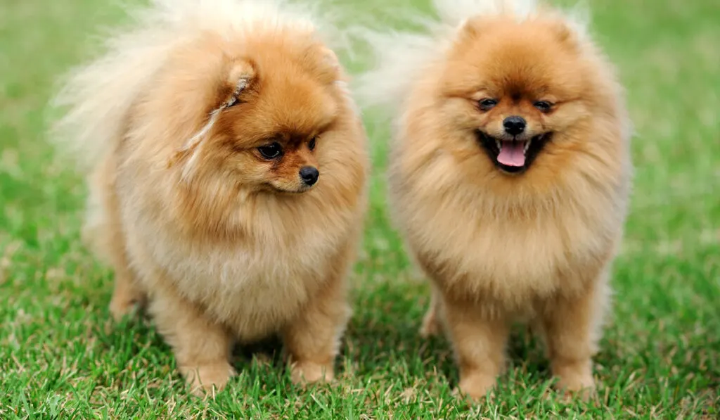 Two brown Pomeranian dogs in green summer grass
