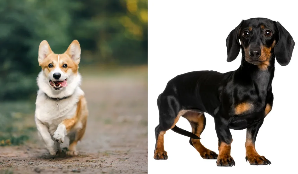 Welsh Corgi and Dachshund