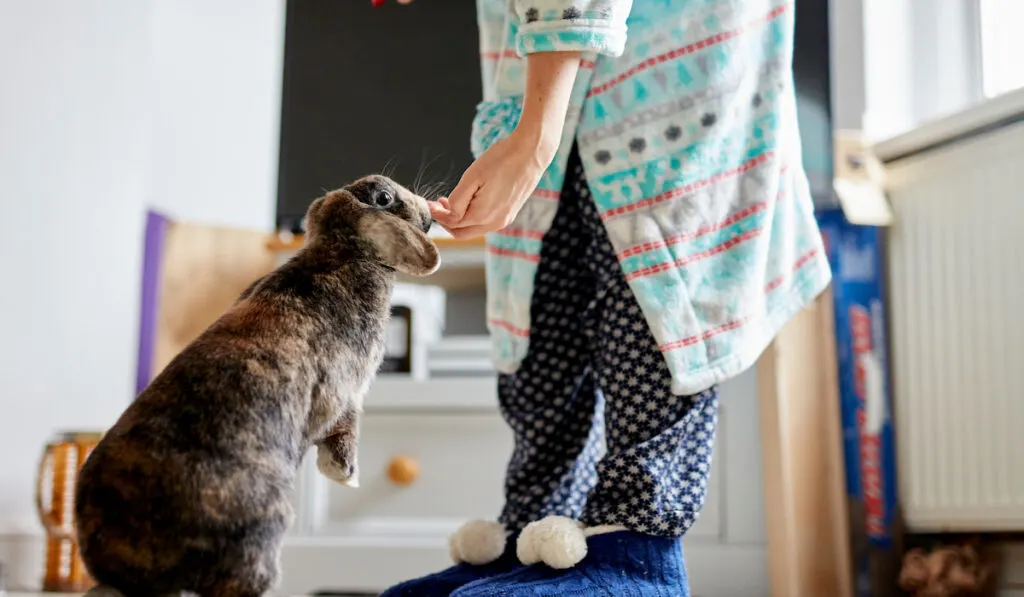 Woman feeding treats to pet house rabbit indoors

