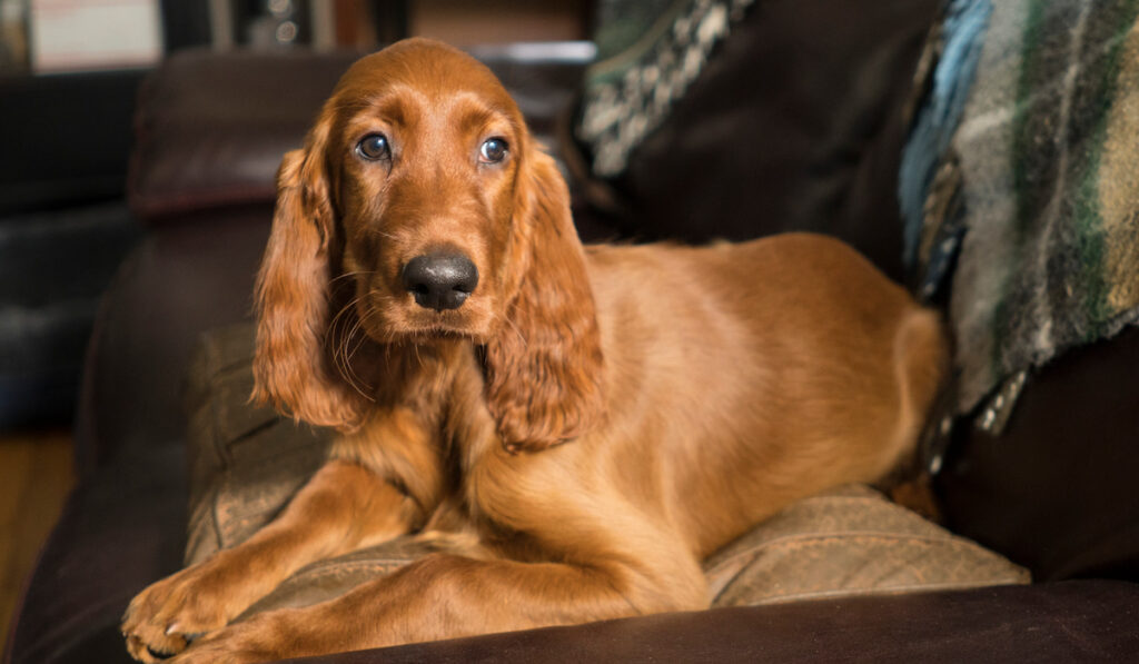 Young Canine Irish Setter Rust Coat Laying Down on the couch