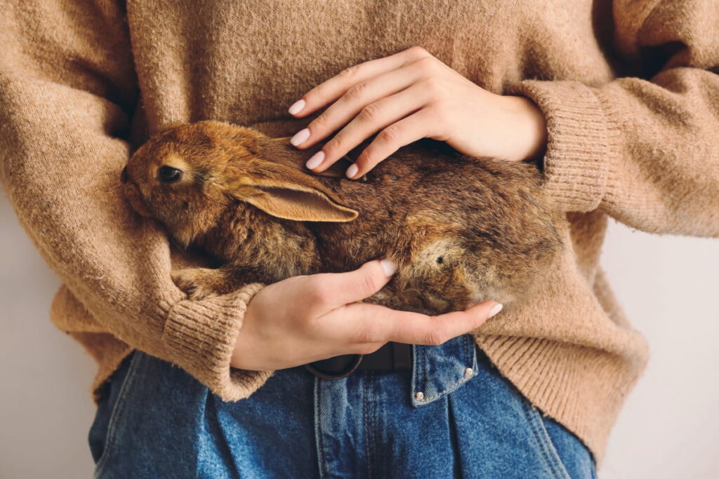 a young woman in sweatshirt holding a brown rabbit 