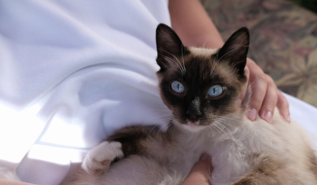 Balinese cat laying on human hands