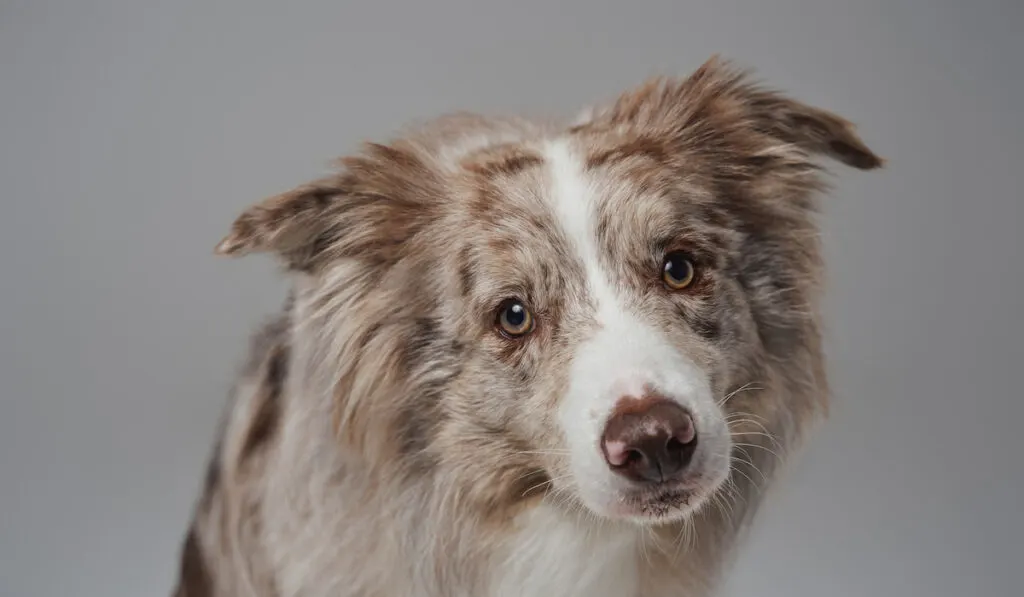 border collie with fluffy beige fur